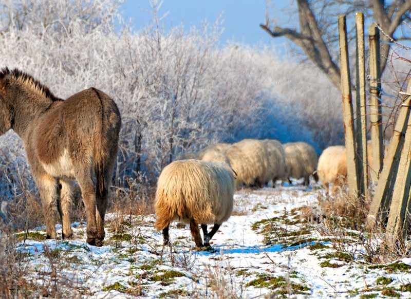 Amintiri din copilarie…